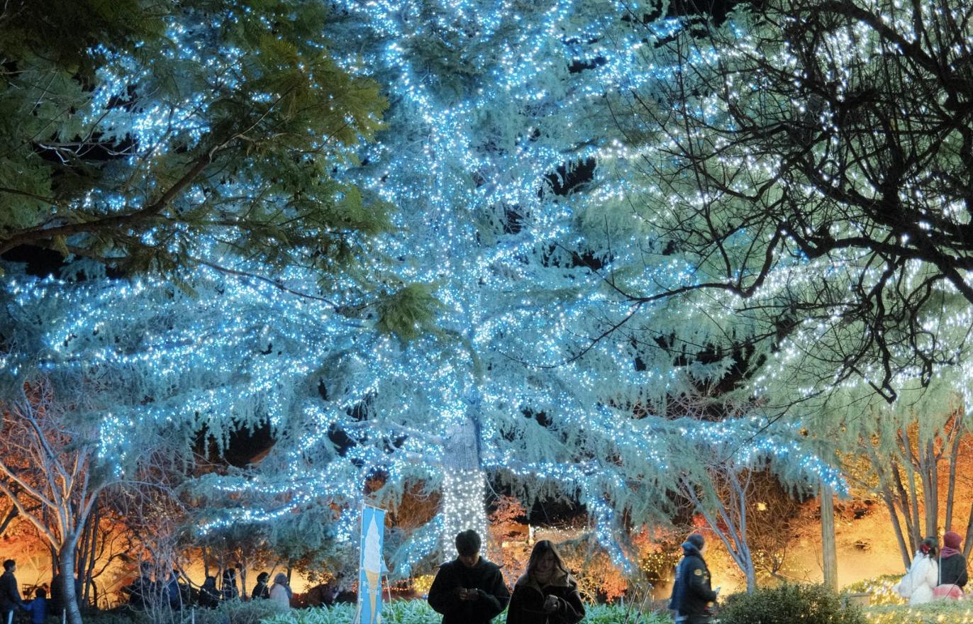 イルミネーションで輝く大きな樹と来場者(メルボルン王立植物園のLightscape)